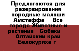 Предлагаются для резервирования породные малаши Амстаффа  - Все города Животные и растения » Собаки   . Алтайский край,Белокуриха г.